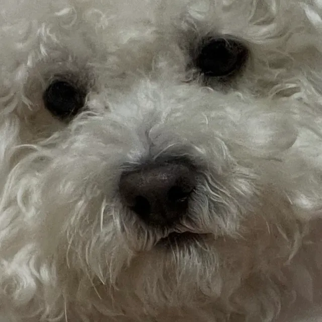 푸바오