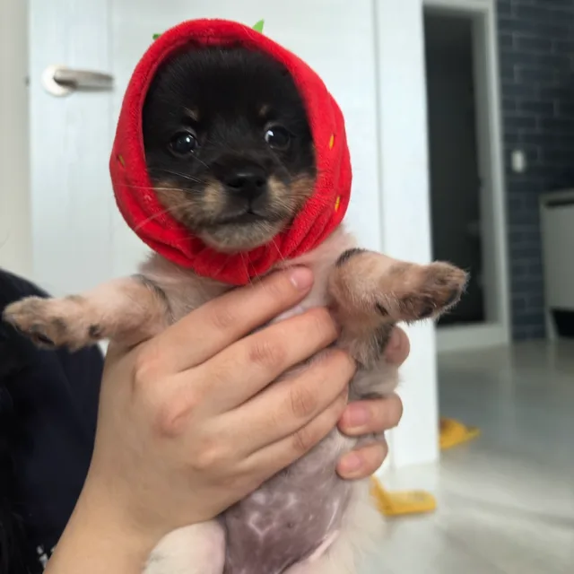 뀰마고치