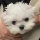 빈대떡