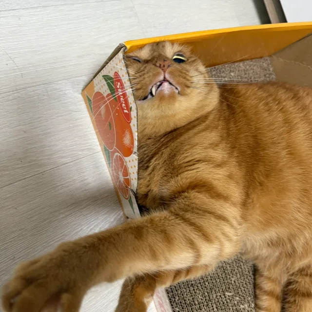 삼분카레