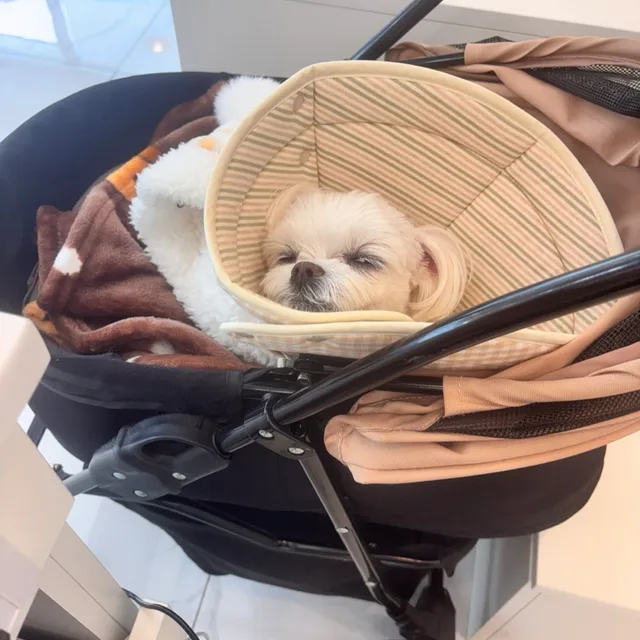 케이