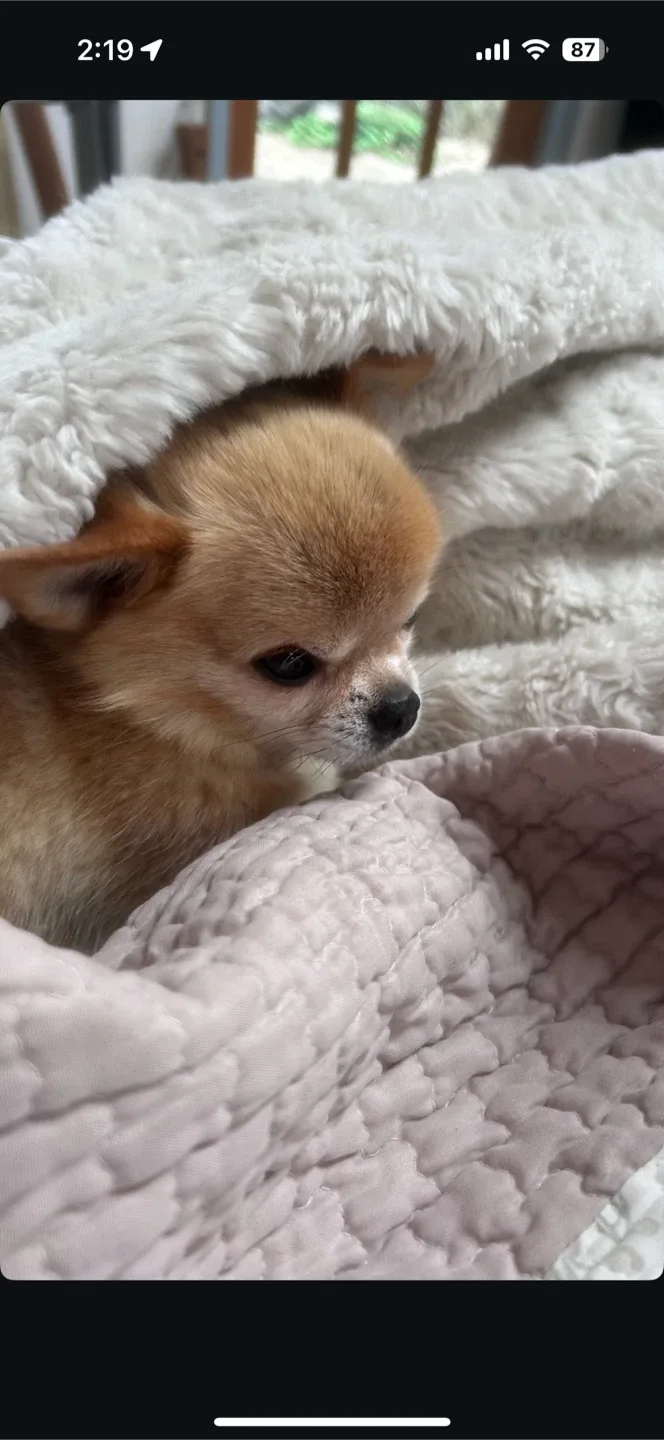 댕댕