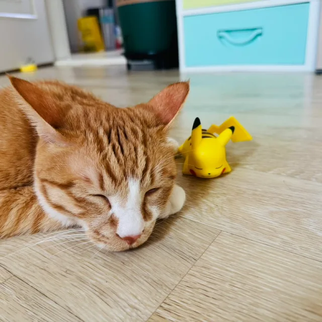 표준호두파이