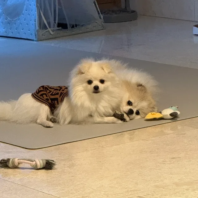 반려돌보미가능