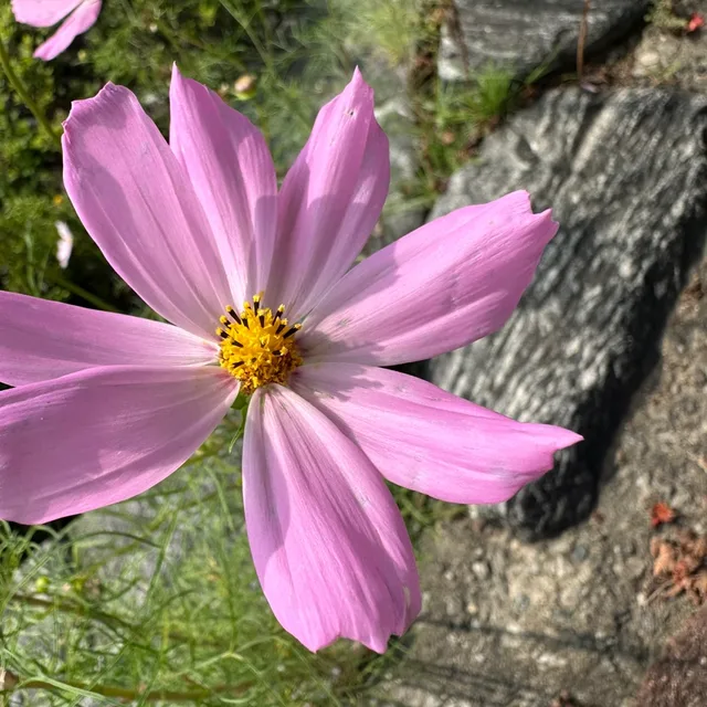 복순이순이
