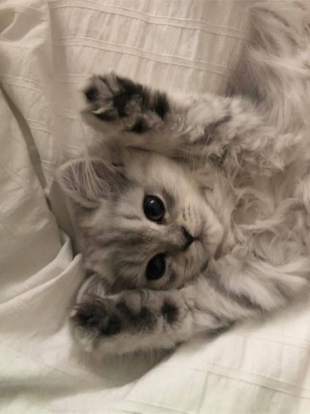 푸히힝