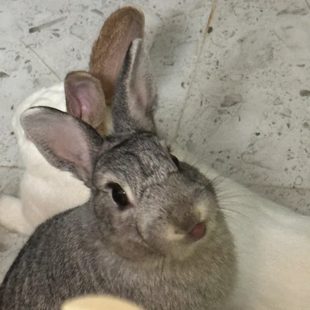 루아