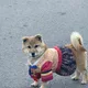 쿠키