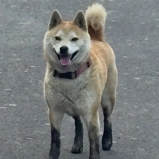이이