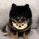 고오잉