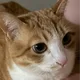 미야옹