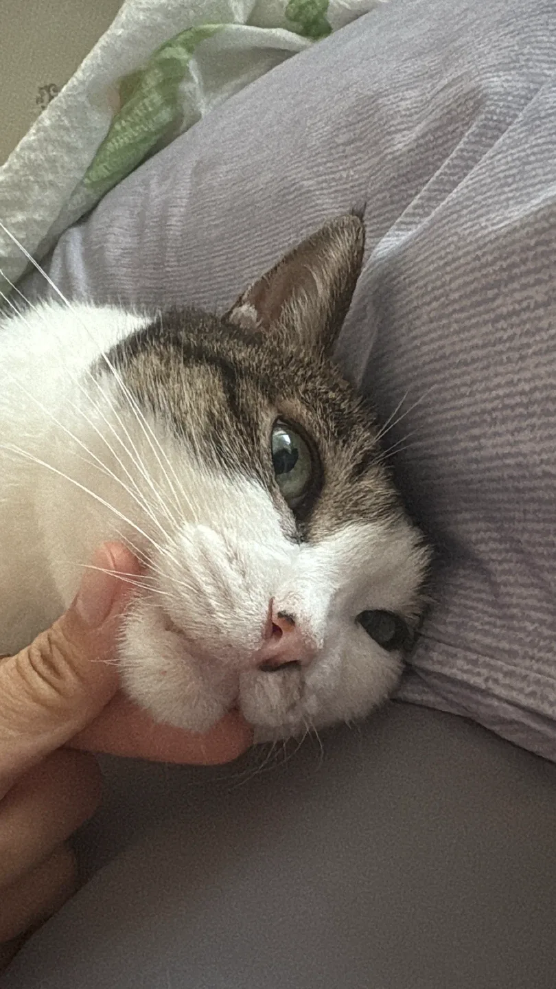 바니바니당근당근
