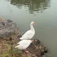 오리두마리