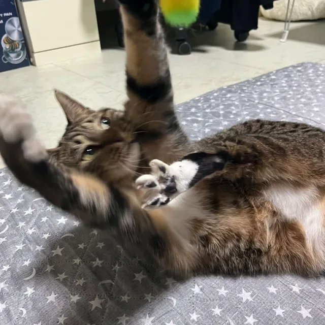 뚱캣