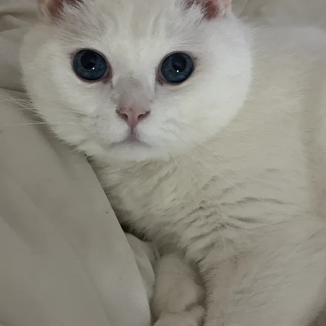 젤라또뽀또뽀