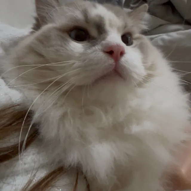 묭먕