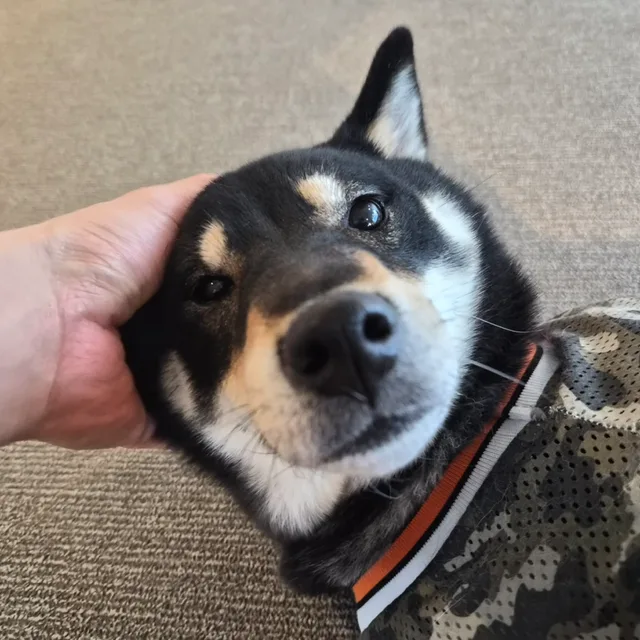 블랙