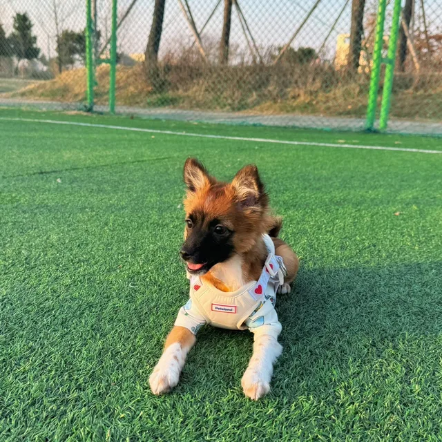 바니바니당근당근