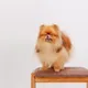 초이