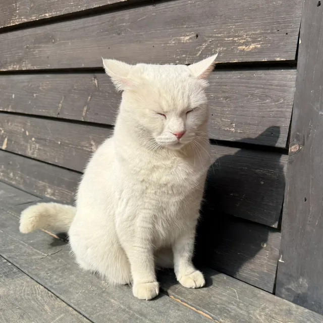 쥬쥬링