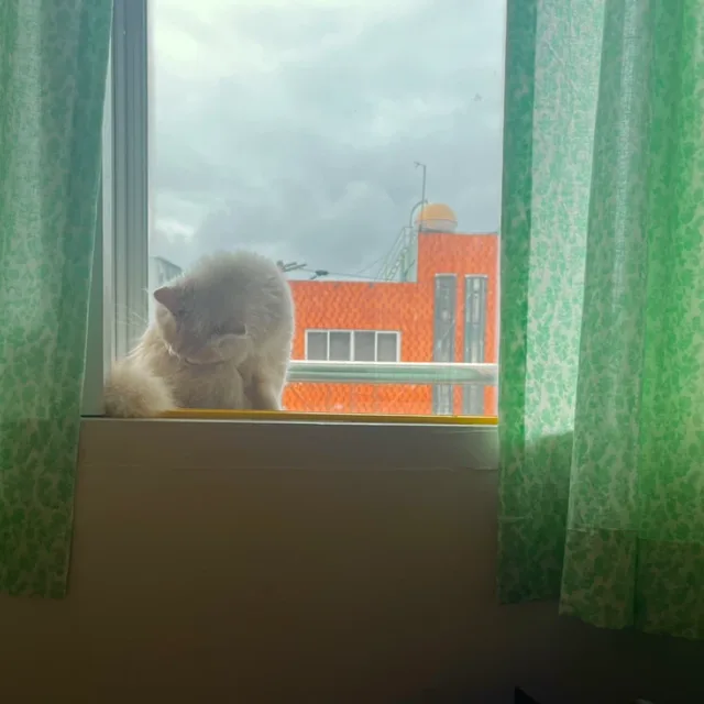 먼지고양이