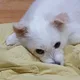 홍블리