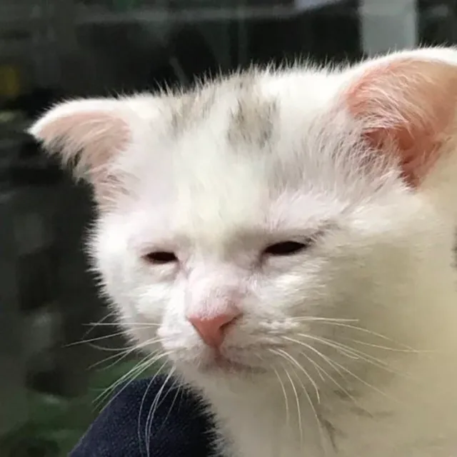 아자아자