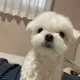 루이파파