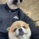 김보미
