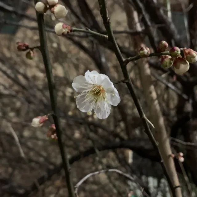 지뉴