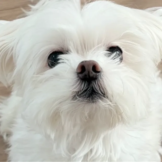 명수옹
