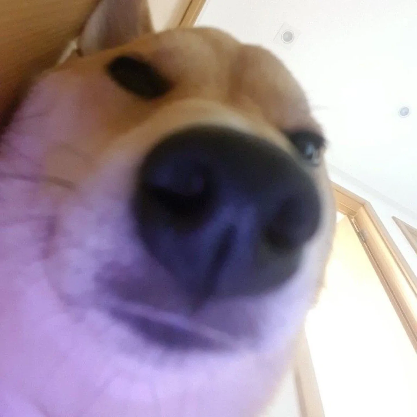 말먹는당근