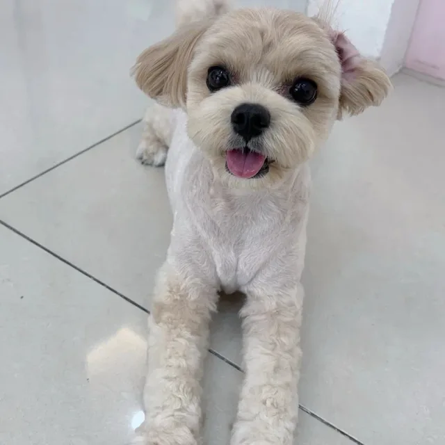 옹이쓰