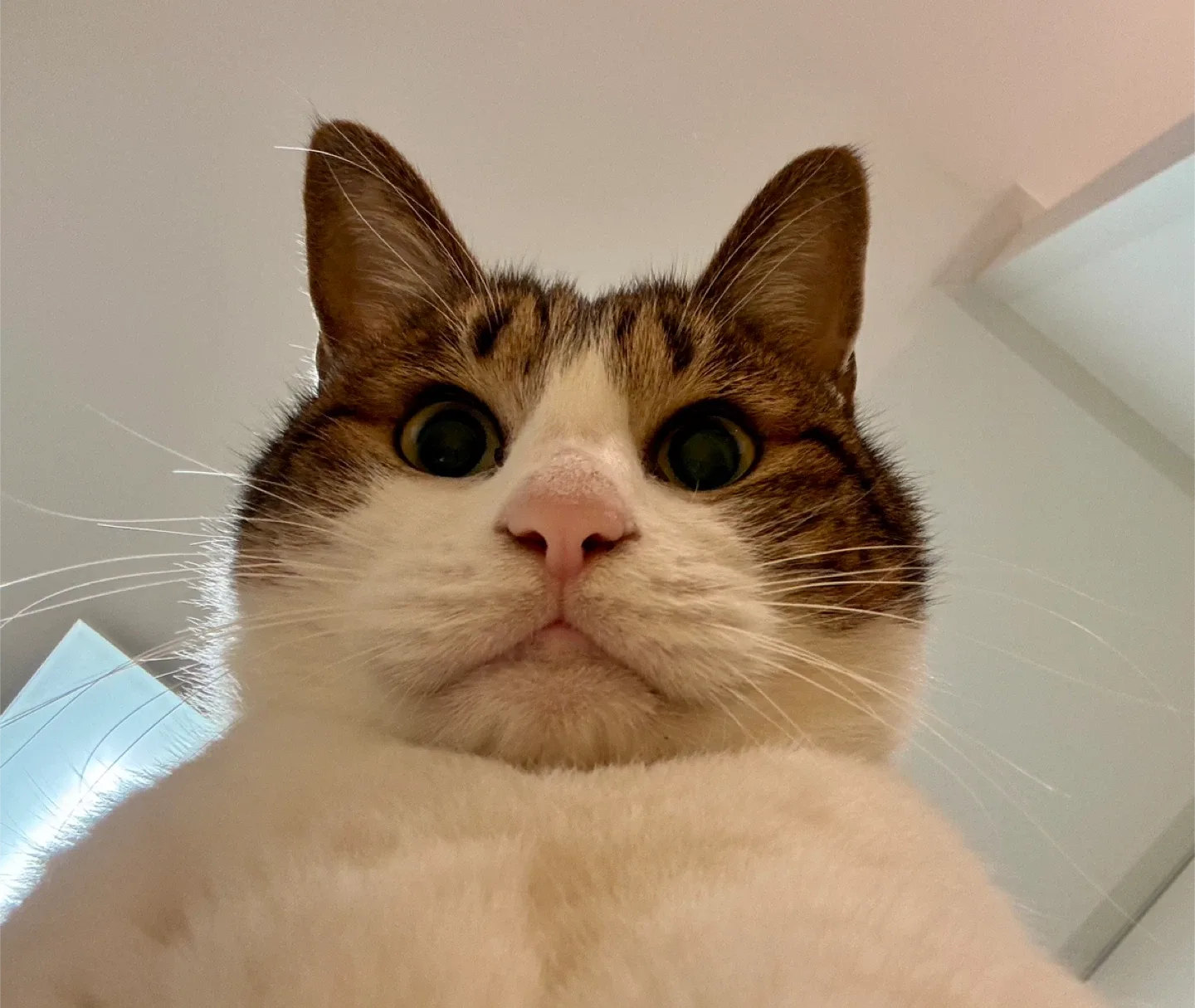 홍코