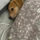 라이카