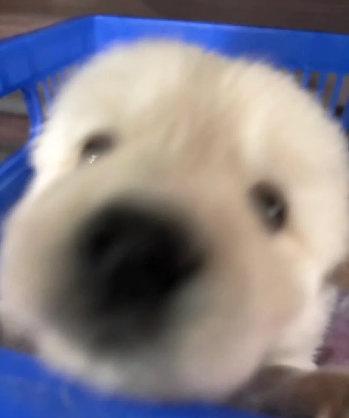 댕댕