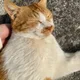 시골똥고양이