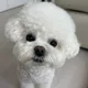 두부두부