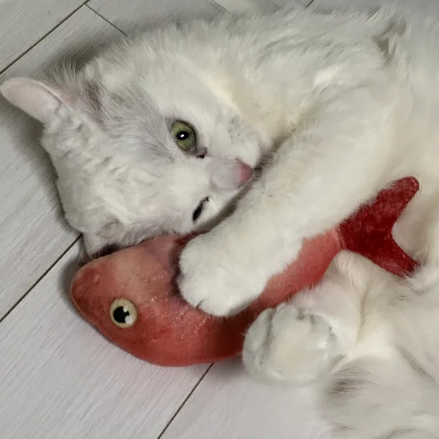 바니바니당근당근