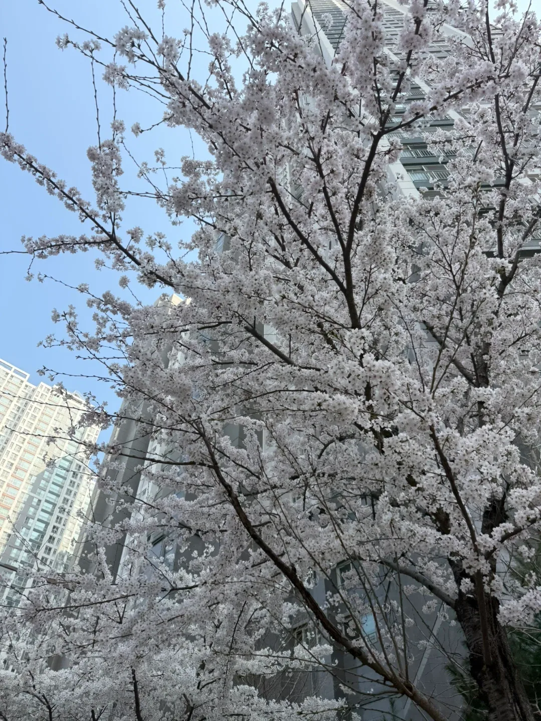 찡찡