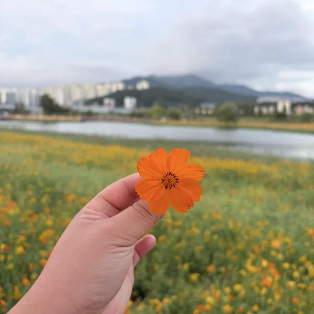 잉어킹