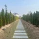 보라