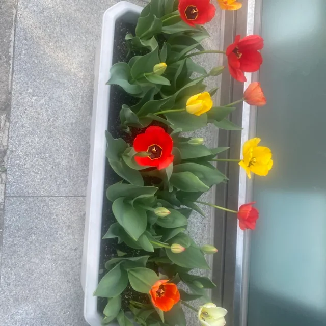 꽃이야