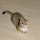 캥거루
