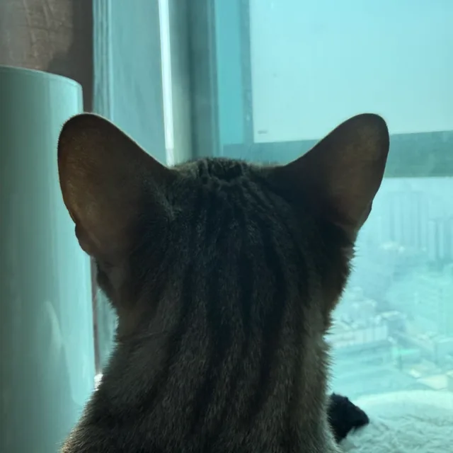 profile