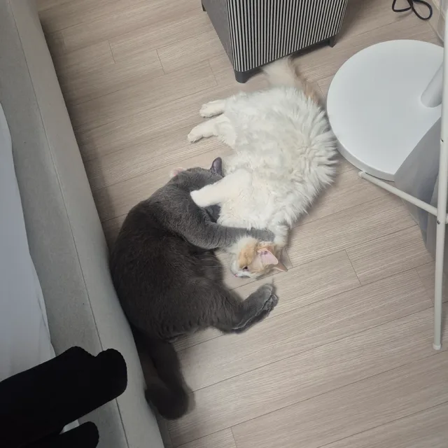 보민