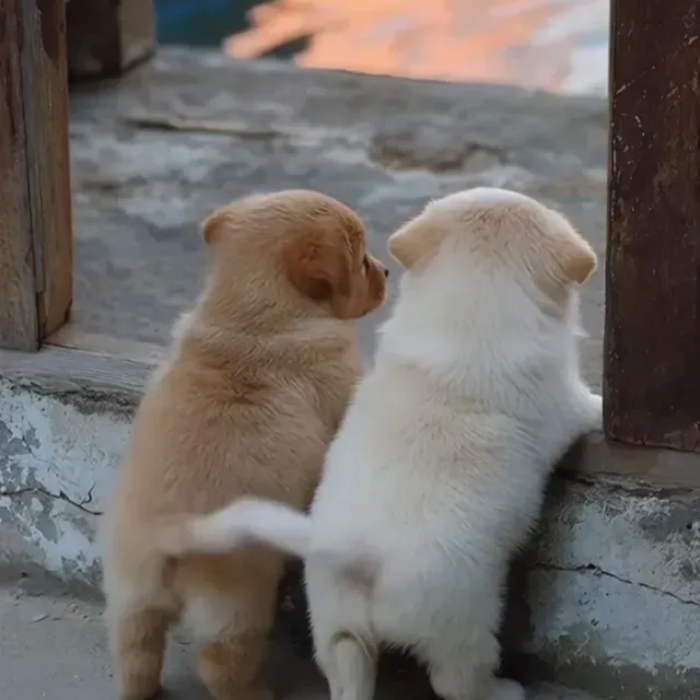 유니