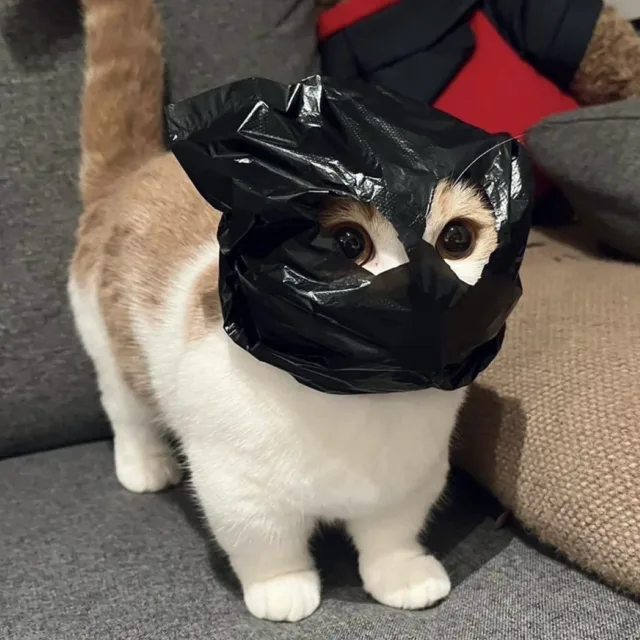 고양이도둑