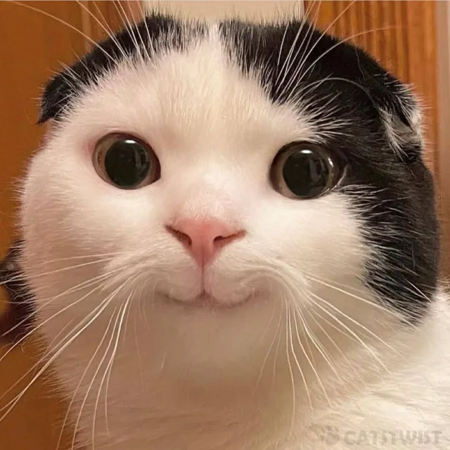 명랑파랑