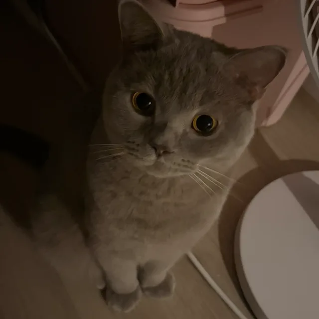 뭉꽁국